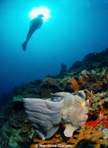 Frog or sponge?
Nikon D200, 10,5mm, two strobo
Bohol. A... by Marchione Giacomo 